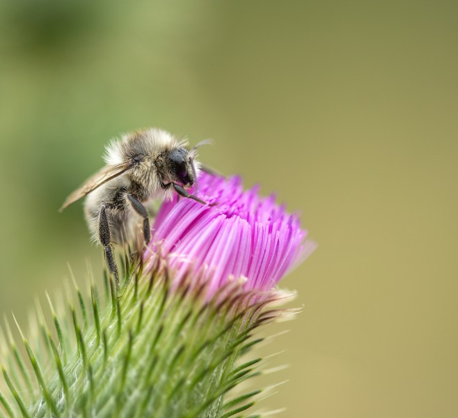 采花粉的蜜蜂图片(10张)