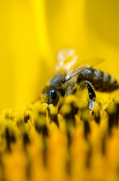 采花粉的蜜蜂图片(10张)