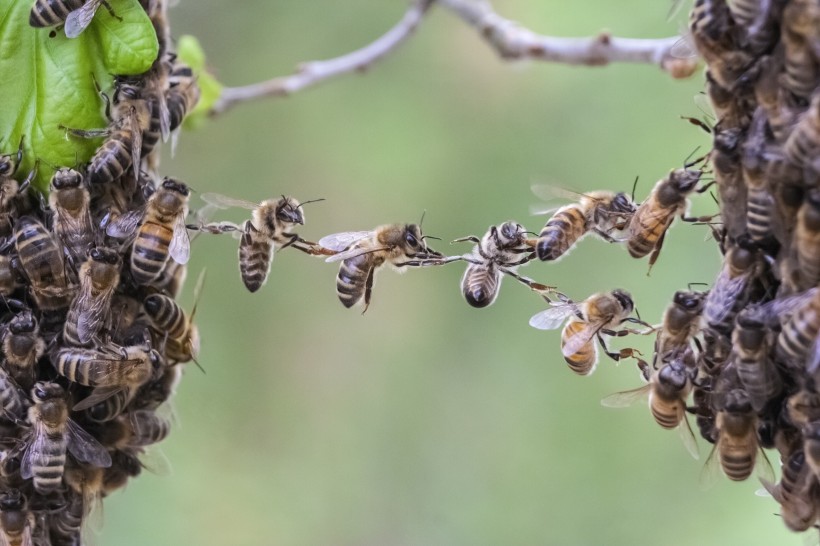 采花蜜的蜜蜂图片(15张)
