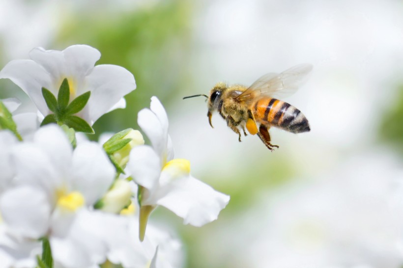 采花蜜的蜜蜂图片(15张)