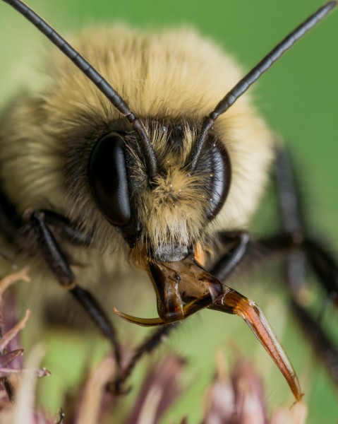 采蜜的蜜蜂图片(10张)