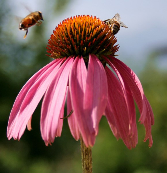 采蜜的蜜蜂图片(12张)