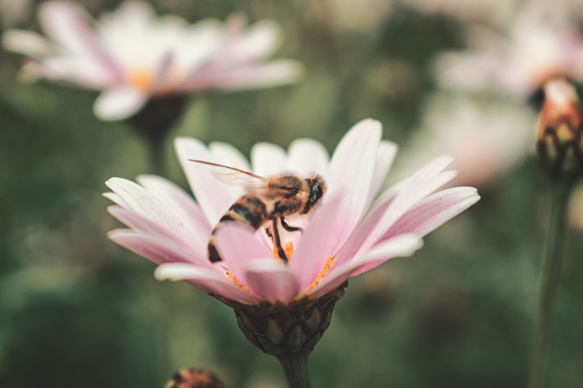 采蜜的蜜蜂图片(15张)