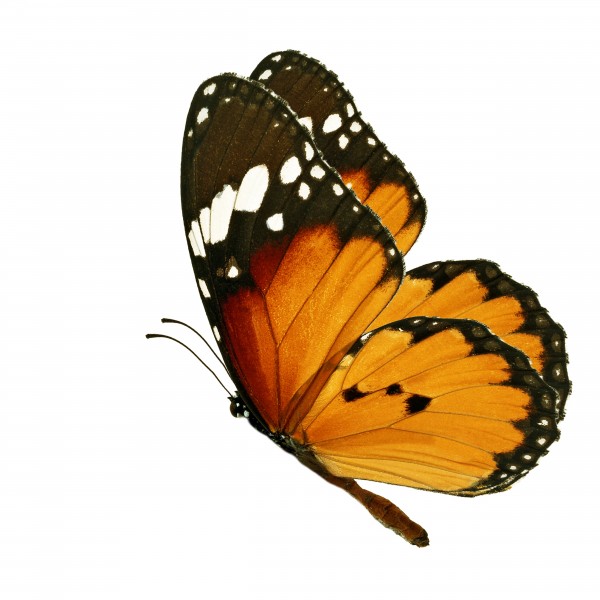 彩色的蝴蝶图片(9张)