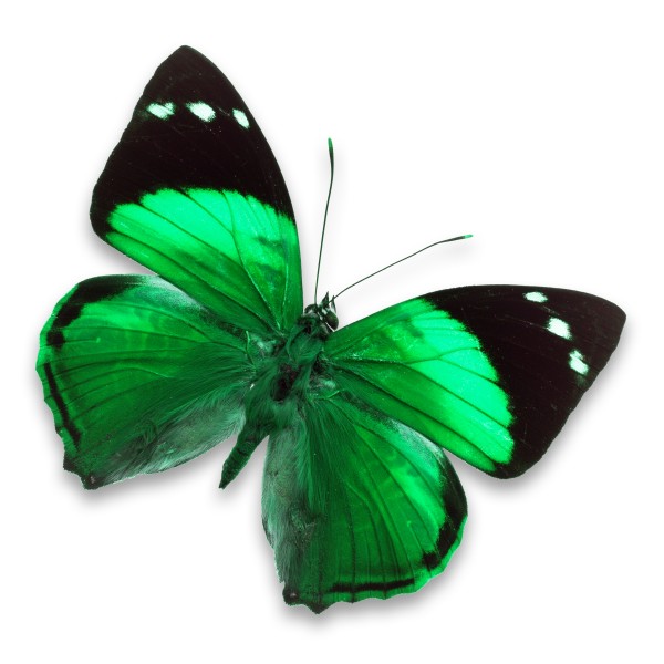漂亮彩色的蝴蝶图片(20张)