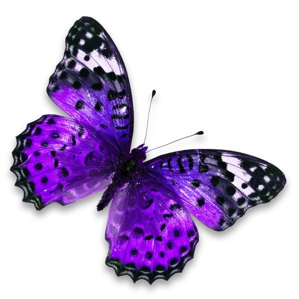 漂亮彩色的蝴蝶图片(20张)