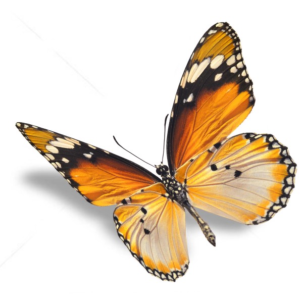 彩色的蝴蝶图片(9张)