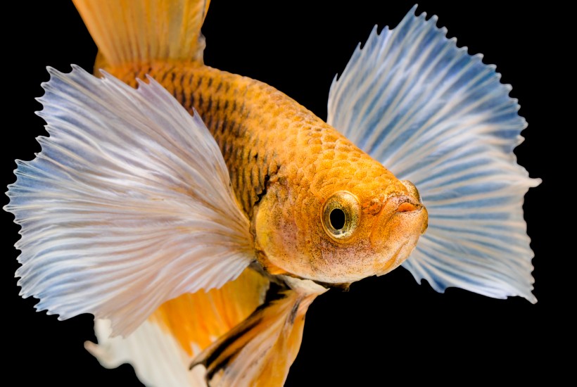 彩色金鱼图片(13张)
