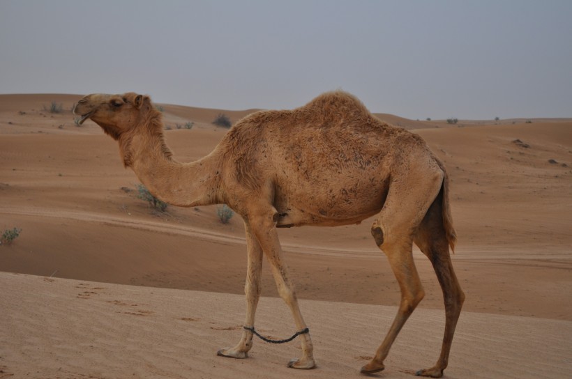 沙漠中的骆驼图片(13张)