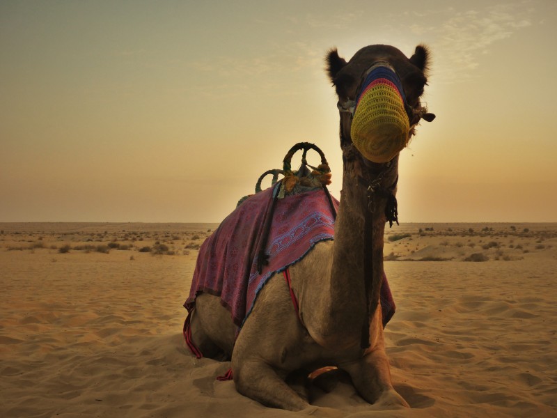 可爱的骆驼图片(11张)