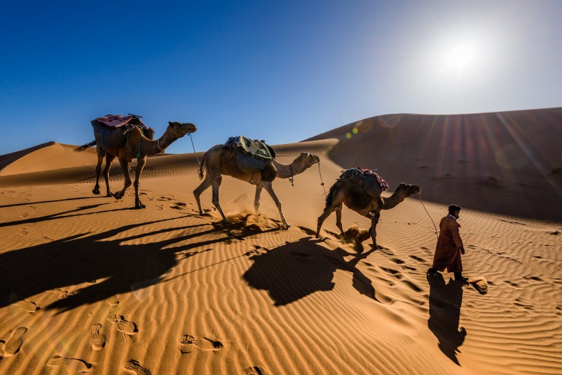 沙漠中的骆驼图片(13张)