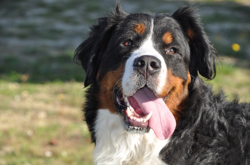 聪明的伯恩山犬图片(15张)