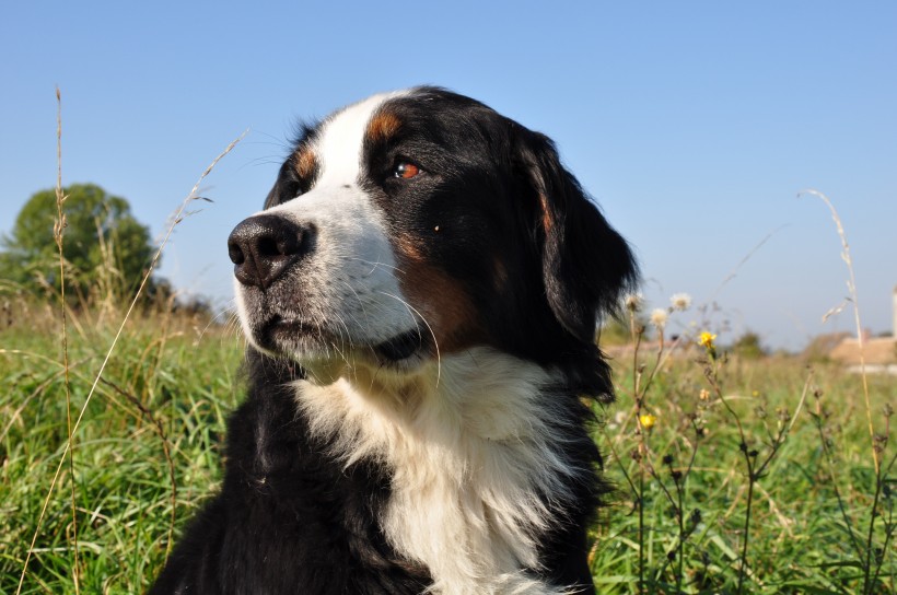 聪明的伯恩山犬图片(15张)