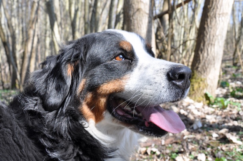 聪明的伯恩山犬图片(15张)