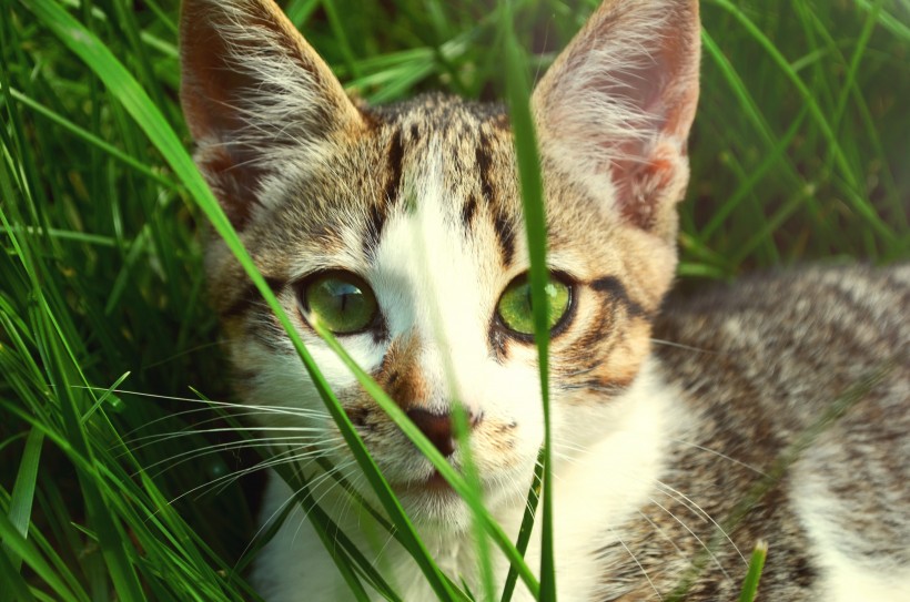 草丛里的猫咪图片(10张)