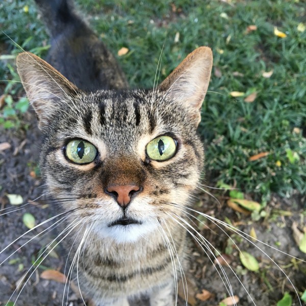 草丛里的猫咪图片(10张)