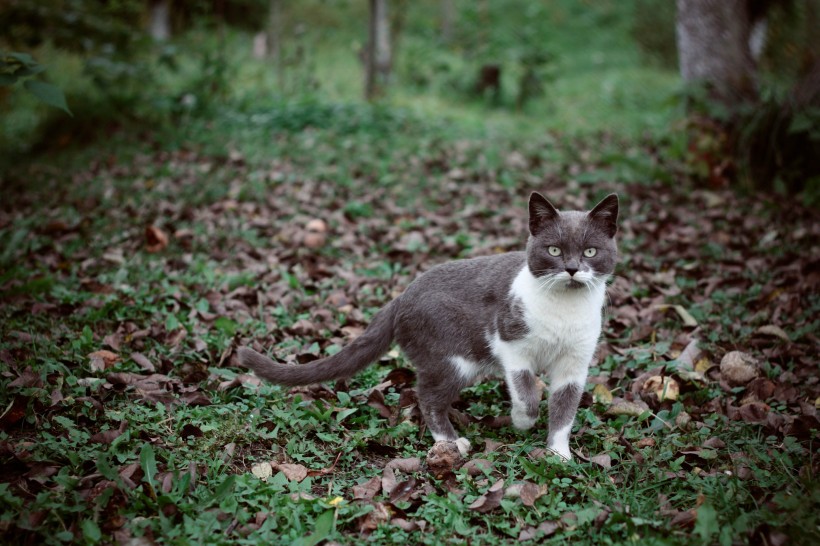 草丛里的猫咪图片(10张)