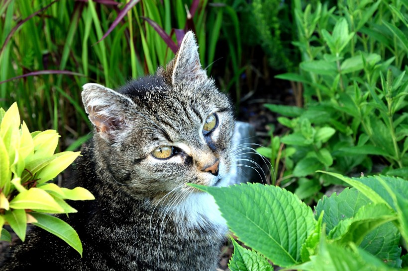 草丛里的猫咪图片(10张)