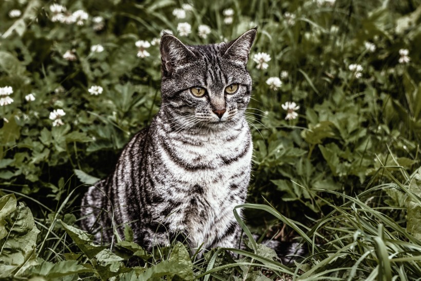 草丛里的猫咪图片(10张)
