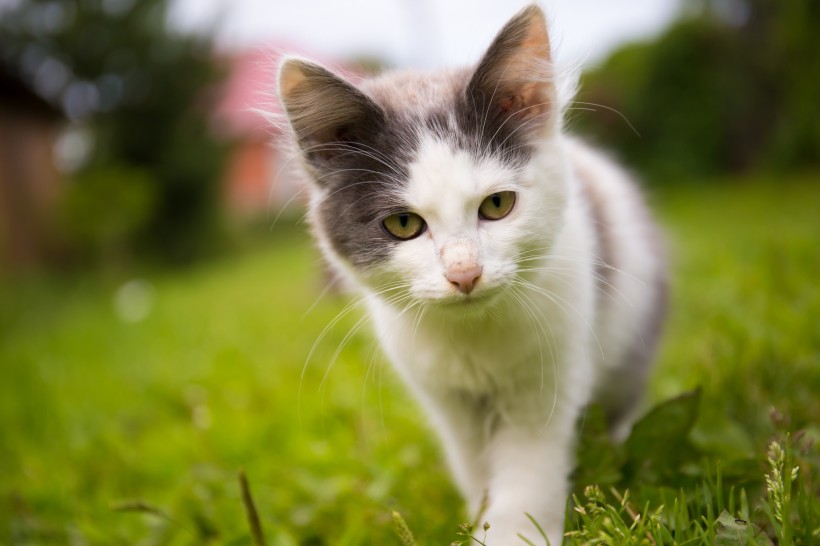 草丛里的猫咪图片(10张)