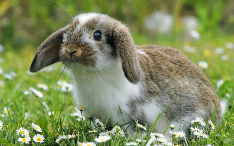 草地里的小兔子图片(8张)