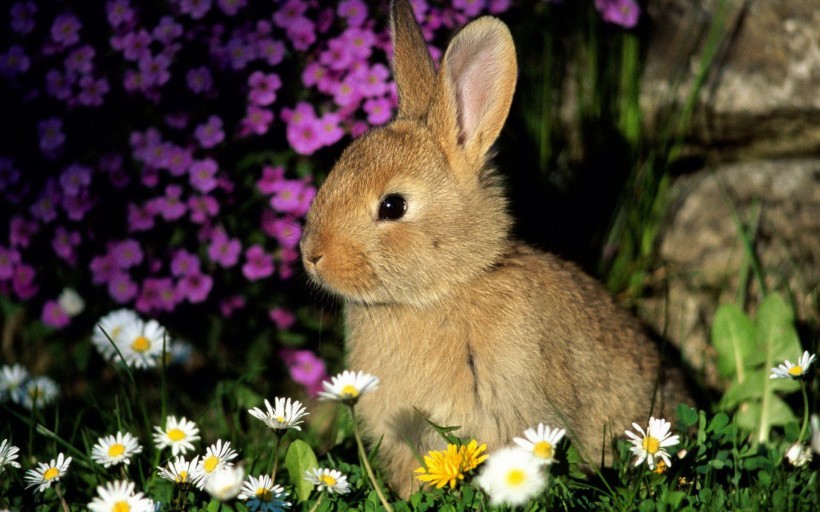 草地里的小兔子图片(8张)