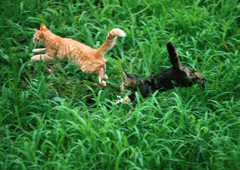 草地玩耍猫咪图片(18张)