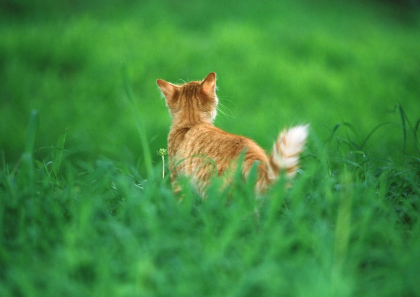 草地玩耍猫咪图片(18张)