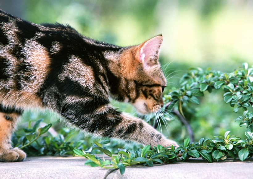 草地玩耍猫咪图片(18张)