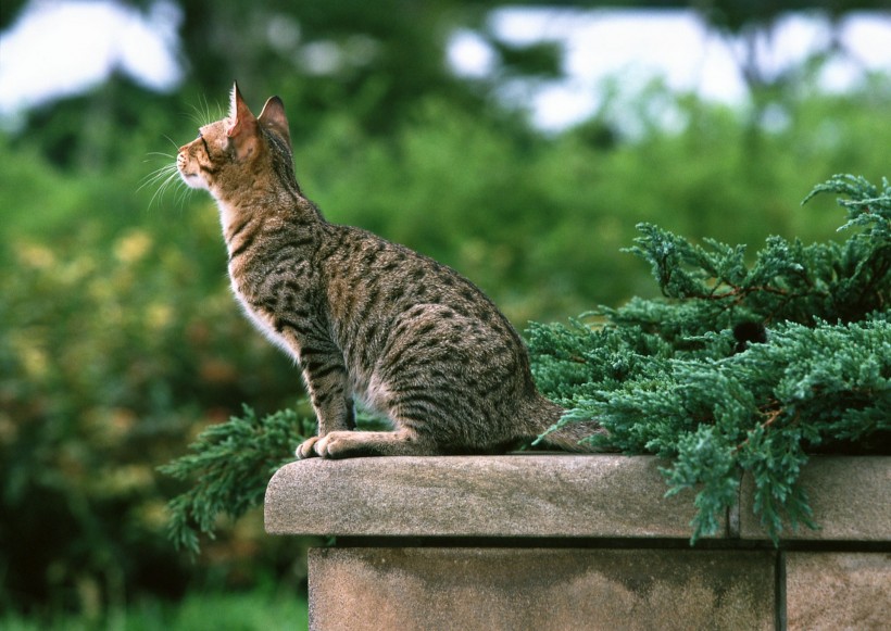 草地玩耍猫咪图片(18张)