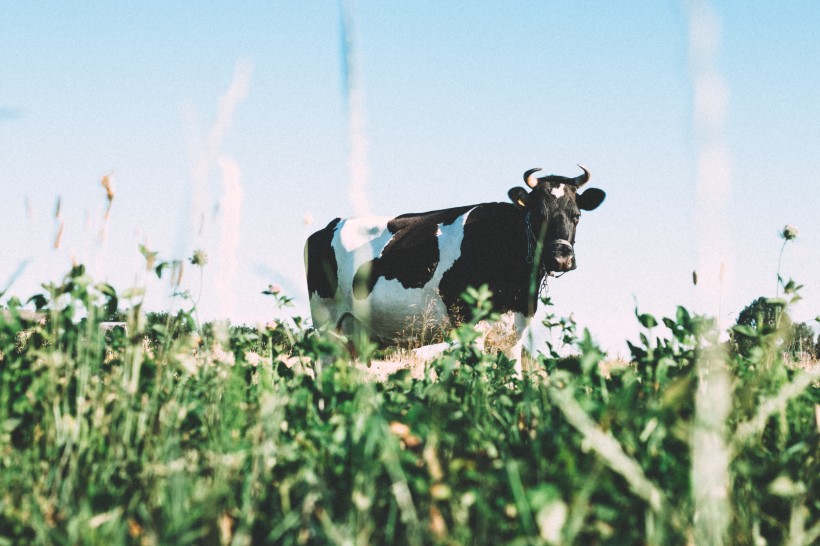 草地上的可爱奶牛图片(8张)