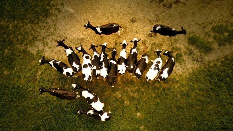 草地上的可爱奶牛图片(8张)