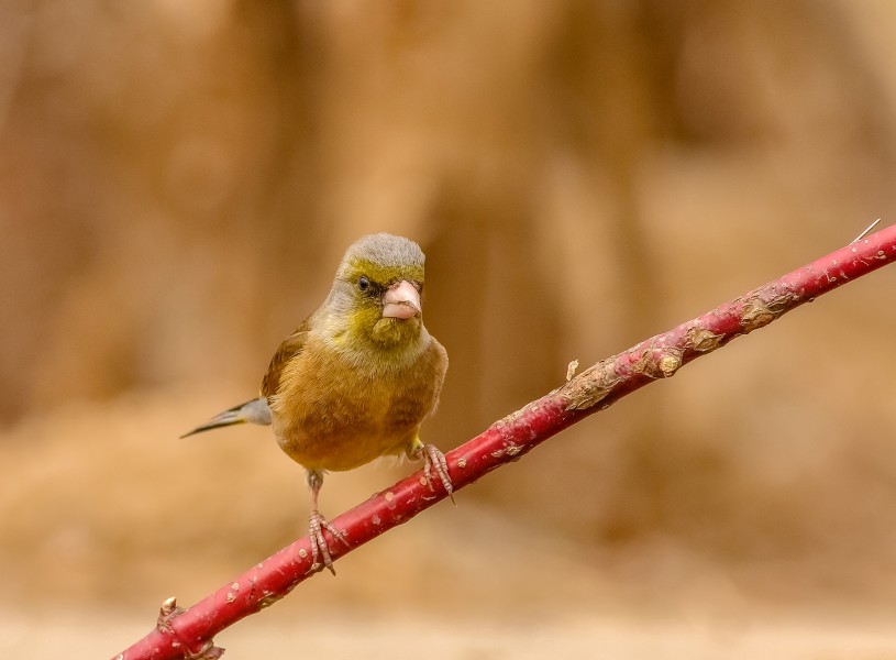 金翅雀鸟类图片(7张)