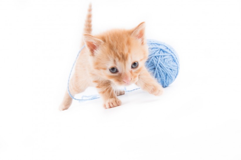 玩毛线团的猫咪图片(14张)