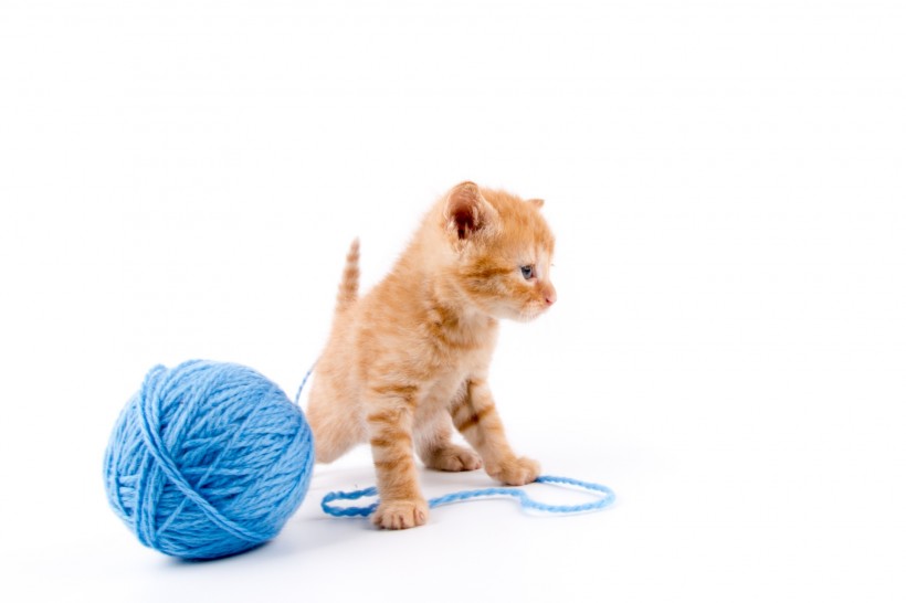 玩毛线团的猫咪图片(14张)