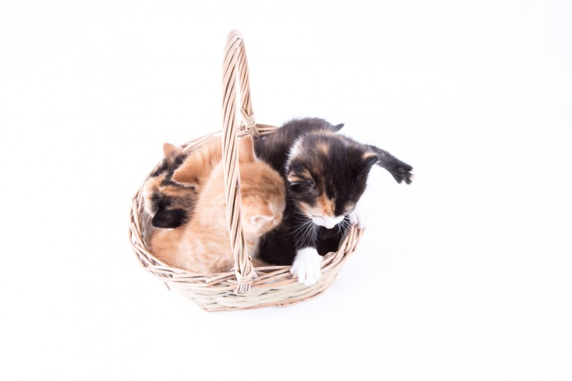 竹篮里的猫咪图片(12张)