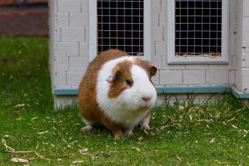 荷兰猪图片(10张)