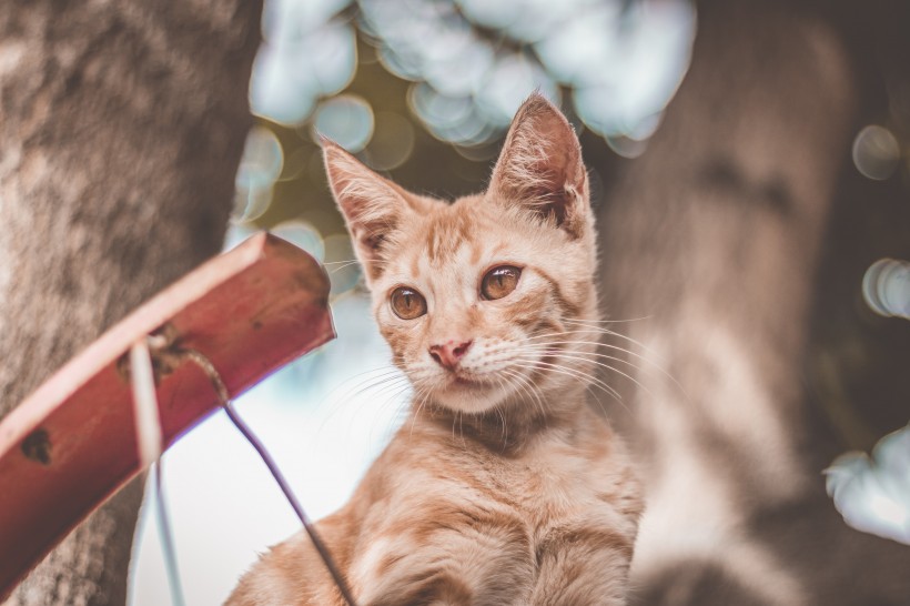 侧脸张望的猫咪图片(10张)