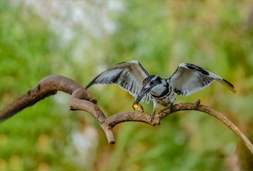 斑鱼狗鸟类图片(8张)