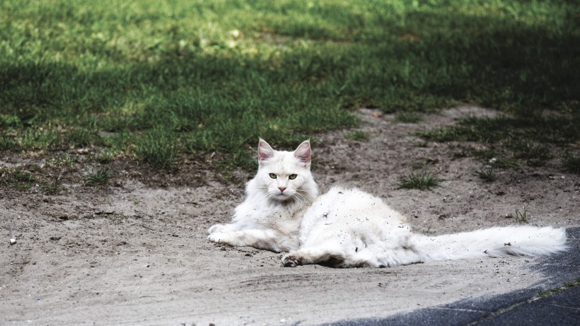 侧卧的猫咪图片(10张)