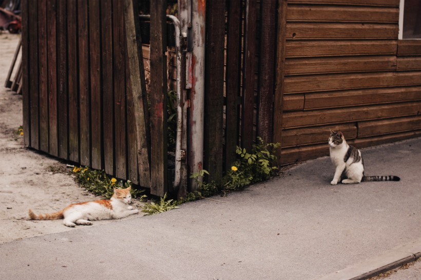 侧卧的猫咪图片(10张)