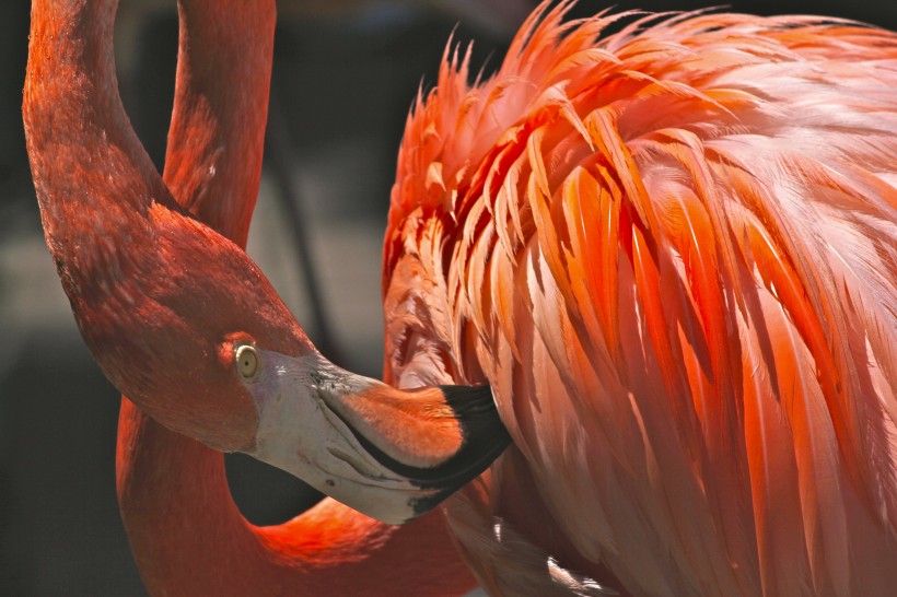 长脖子红鹳鸟图片(12张)