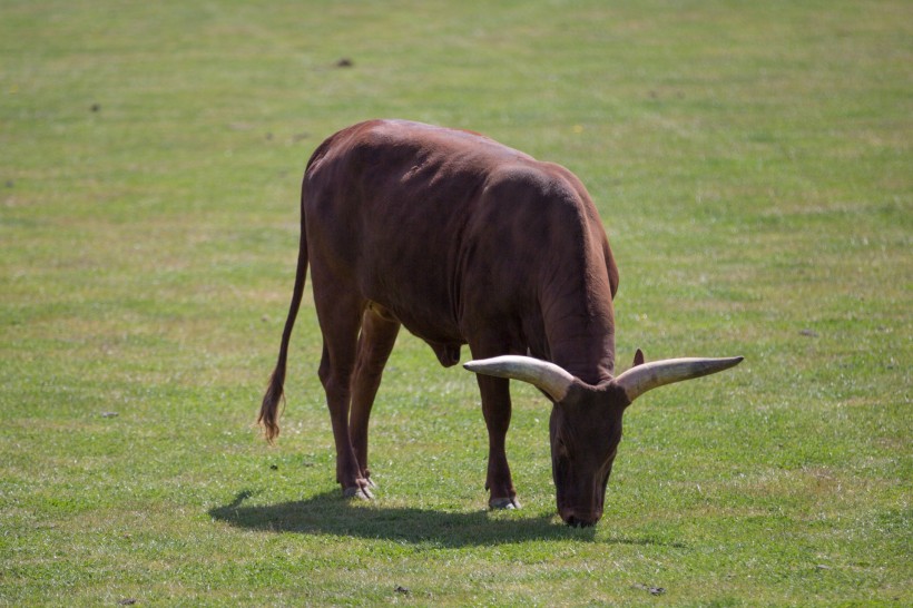 非洲长角牛图片(9张)