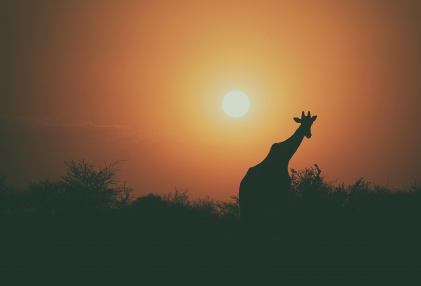 野生动物长颈鹿图片(10张)