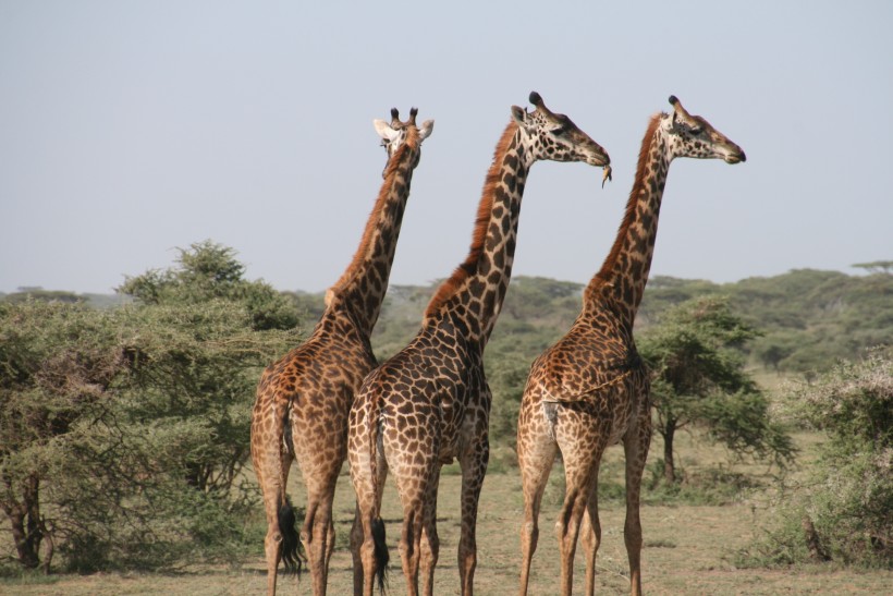 野生动物长颈鹿图片(10张)