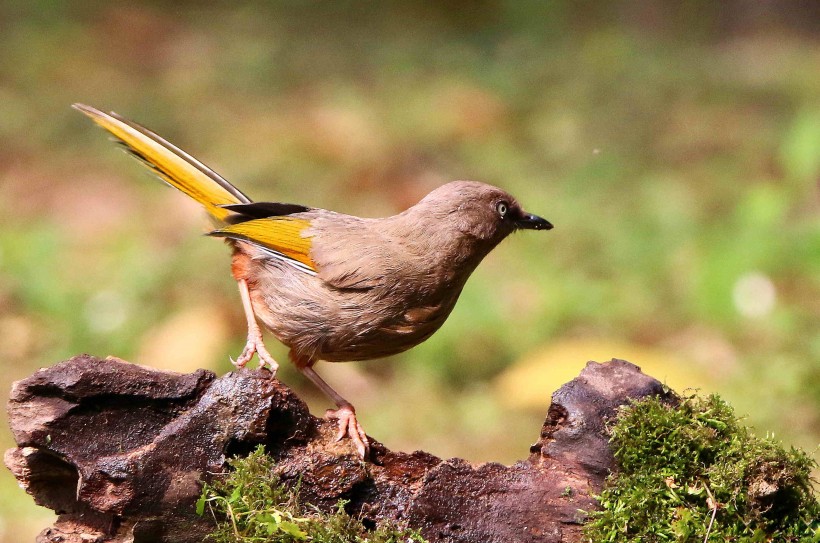 中国特产鸟类之橙翅噪鹛图片(15张)