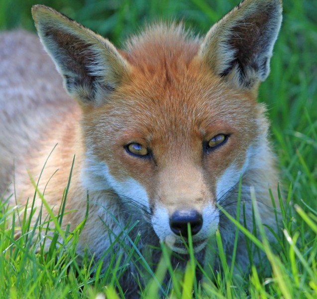 狡猾的赤狐图片(15张)