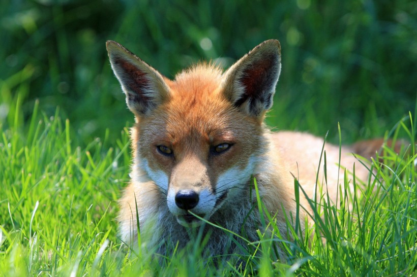 狡猾的赤狐图片(15张)
