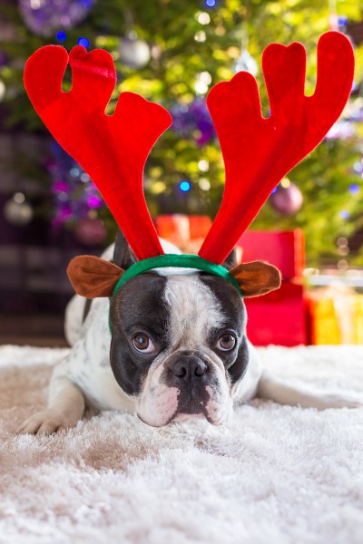 穿圣诞装的可爱小狗图片(15张)