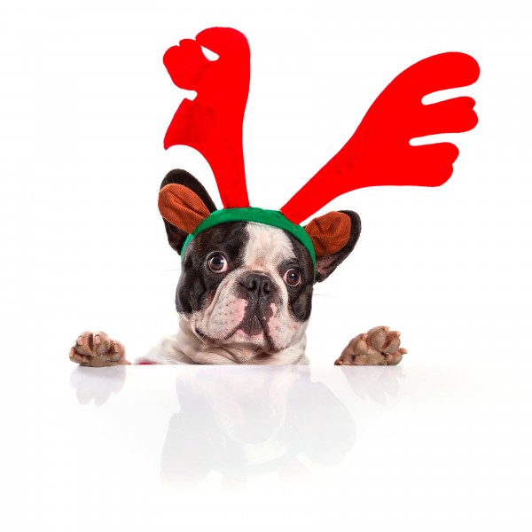 穿圣诞装的可爱小狗图片(15张)